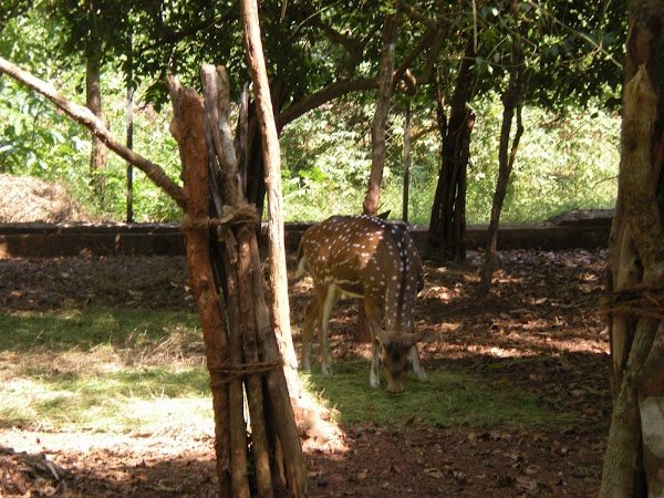 Wildlife of the Coconino National Forest - Owlcation