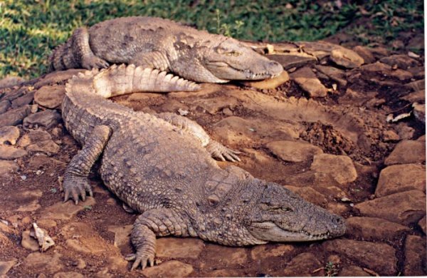 DIGGING DITCHES - FEEDING CROCODILES