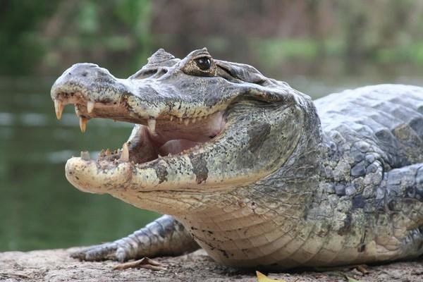 DIGGING DITCHES - FEEDING CROCODILES