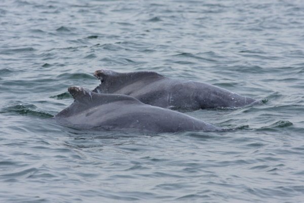 Dolphins In Goa