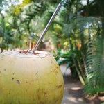 @instagram: A coconut a day keeps the doctor away!

#PalmForestPalolem #tendercoconut