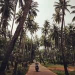 goa trees