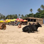 vagator india goa beach holi