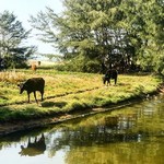@instagram: In a country where the Cow is sacred and roams free - it’s nice to see these ladies enjoy a day at the beach.
#varcabeach #varca #goa #india #cow #moo #sacredanimalsofindia #splash #paddle #beachday #browncowstunning #cravingsteak