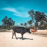 varca india goa beach beautiful