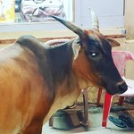 @instagram: Коровы, они и в Индии коровы????
#cavelossim #india #shicara #отпуск2019???????? #март2019