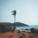 @instagram: ◀ Vagator ▶

A lone palm tree on the hill,  just as lonely as I am ???????? #Goa #vibes #vagator