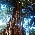 @instagram: A huge and splendid Banyan tree in Arambol. #tree #banyantree #goa #arambol #india #travel #nature