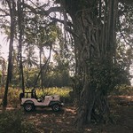 morjim goa nature