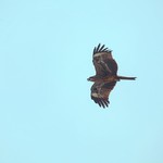 @instagram: #india #goa #southgoa #cavelossim #beach #bird #eagle #hawk #sky