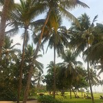 @instagram: Lovely day in paradise! #goa #india #palmtree #palmtrees #beach #sun #sea #tajexoticagoa #tajhotels #holiday #explore #adventure #benaulimbeach #benaulim #wanderlust #travel