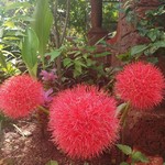 @instagram: #Amazingcolors #flowers #monsoon #garden #beauties #benaulim #goa #india #simplyhomestay