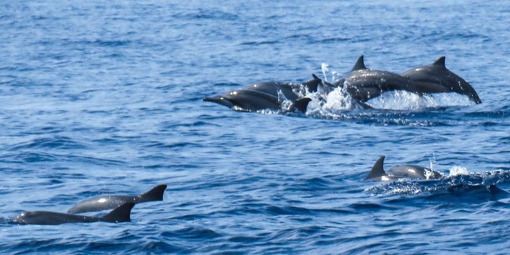 Dolphin in Goa