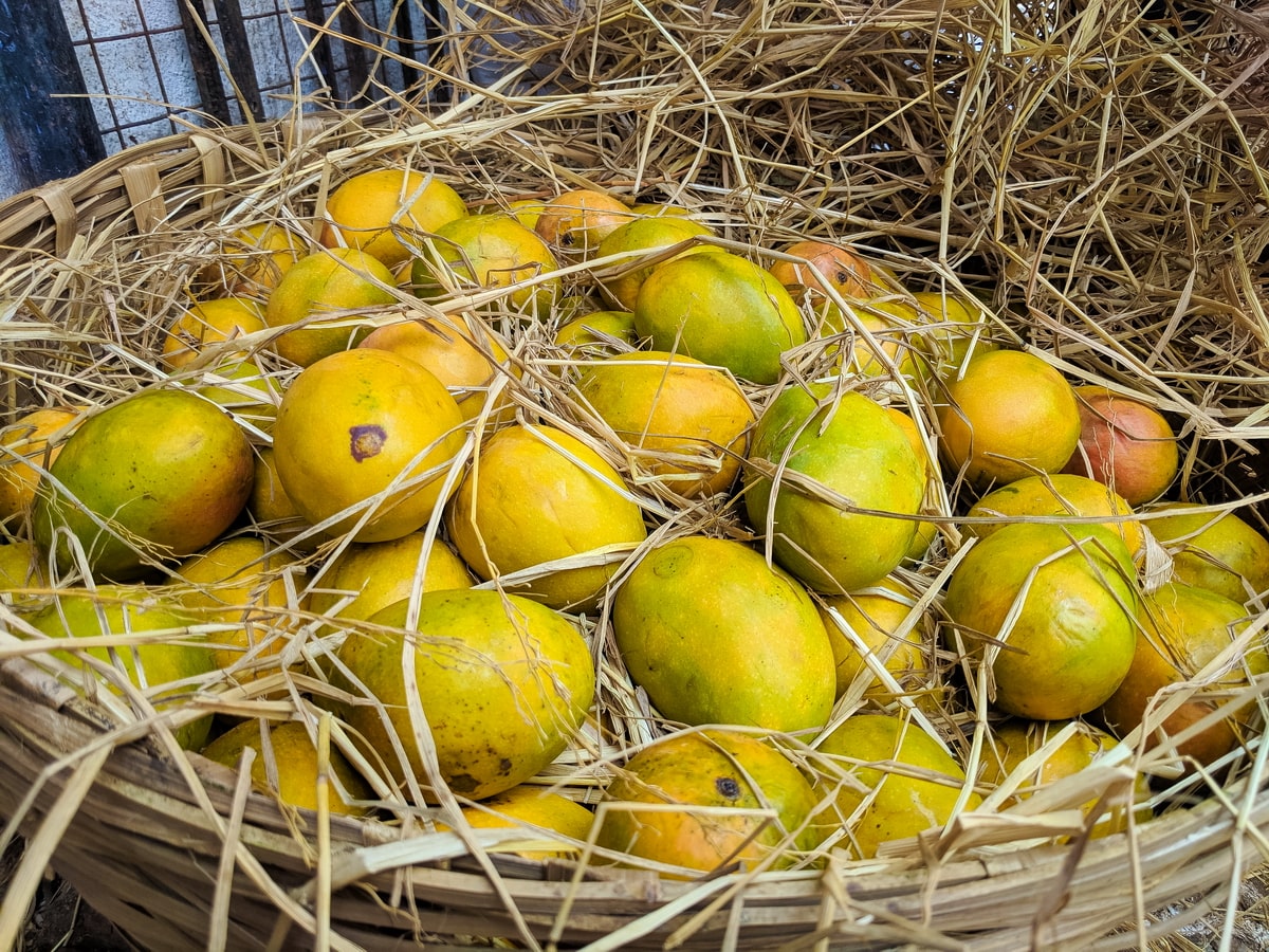 Fruits of Goa [Comprehensive Guide 2024] — Goa Villa