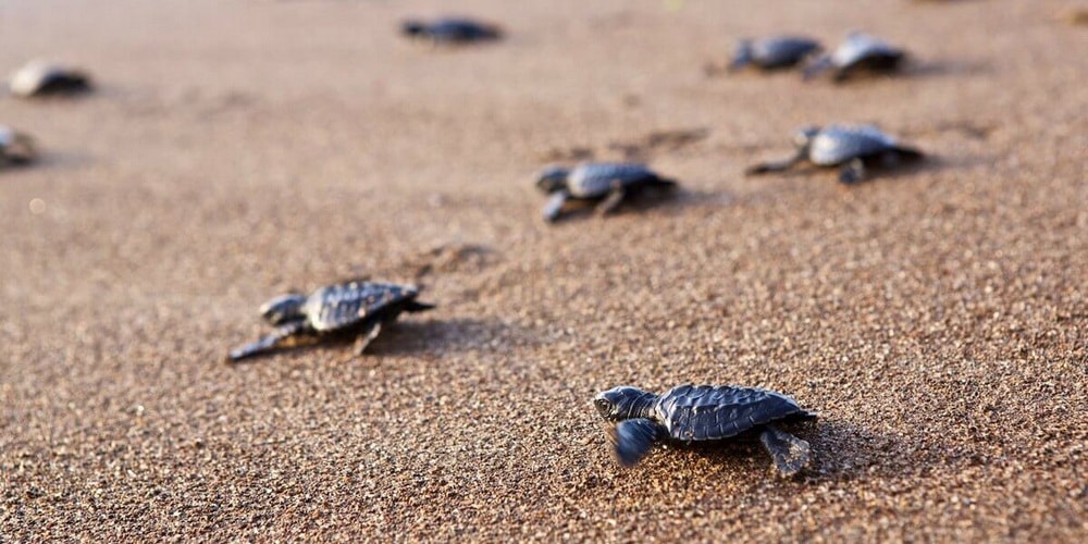 Olive Ridley Turtles in Goa